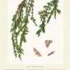 Kilcoe Studios Calendar 2024-Native Trees and Moths