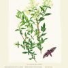 Kilcoe Studios Calendar 2024-Native Trees and Moths