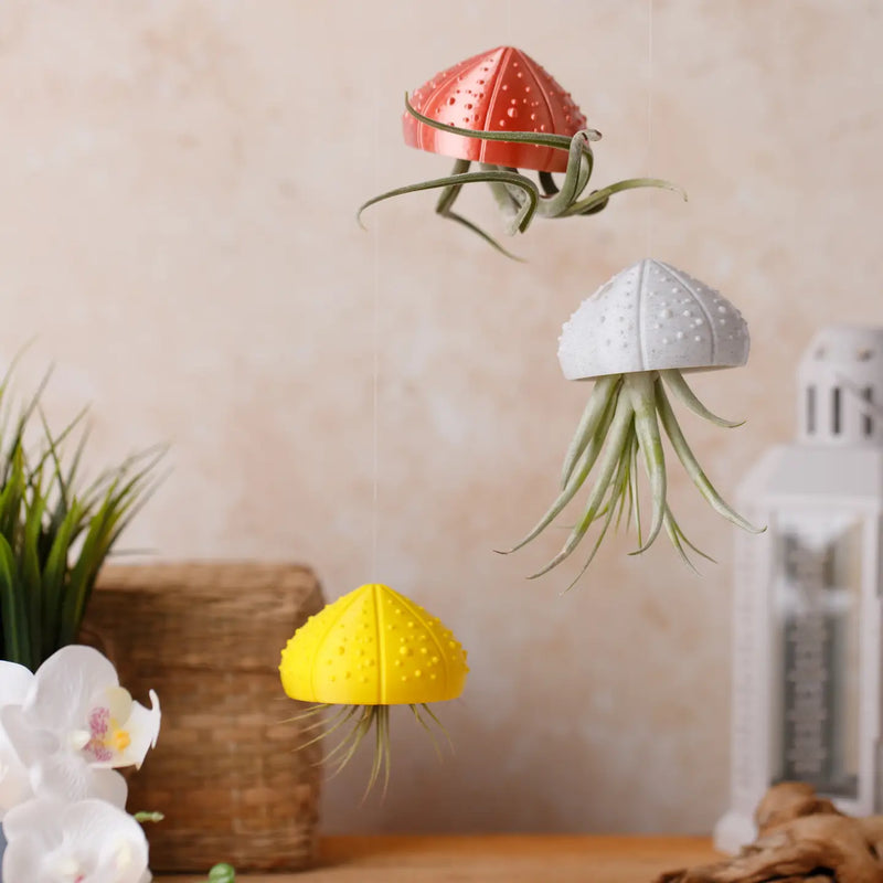 Sea Shell Air Plant Holder with Plant