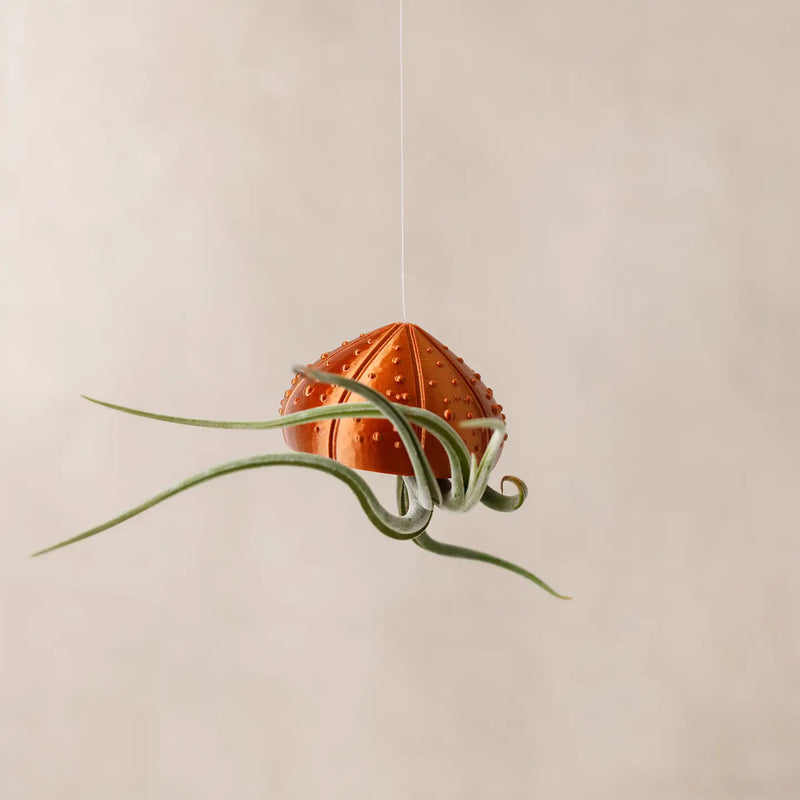 Sea Shell Air Plant Holder with Plant