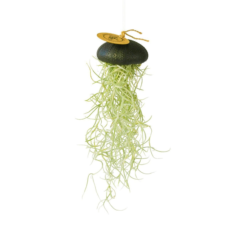 Tillandsia Airplant hanging in Sea Urchin Black -large
