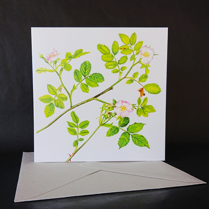 hedgerow rose on a greeting card