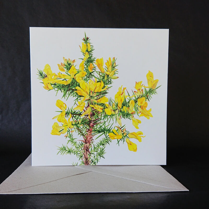 Scented gorse on a greeting card.