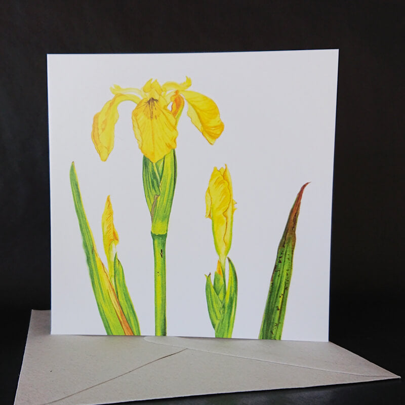 A bog iris on a lovely greeting card. 
