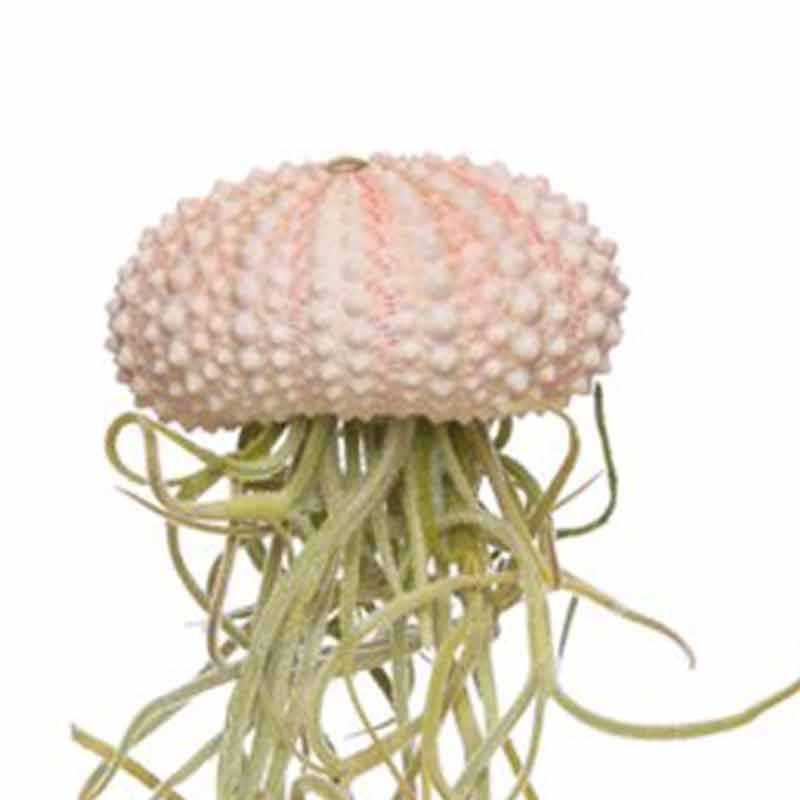Airplant jellyfish